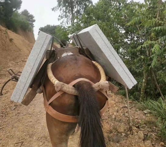 深圳骡马运输