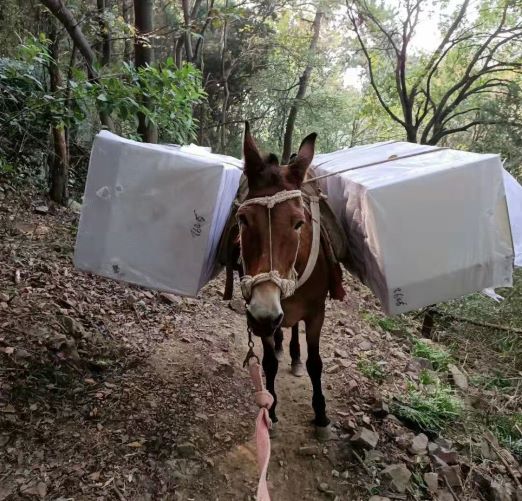 深圳福建骡子运输队