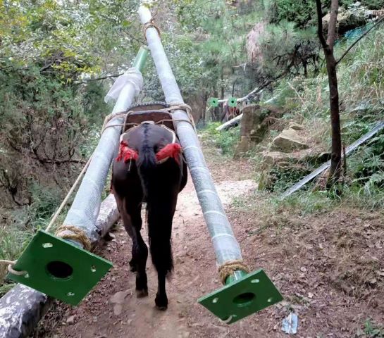 深圳深圳骡子运输队